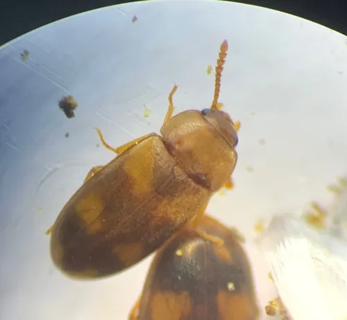 Mycetophagus populi - photo 3