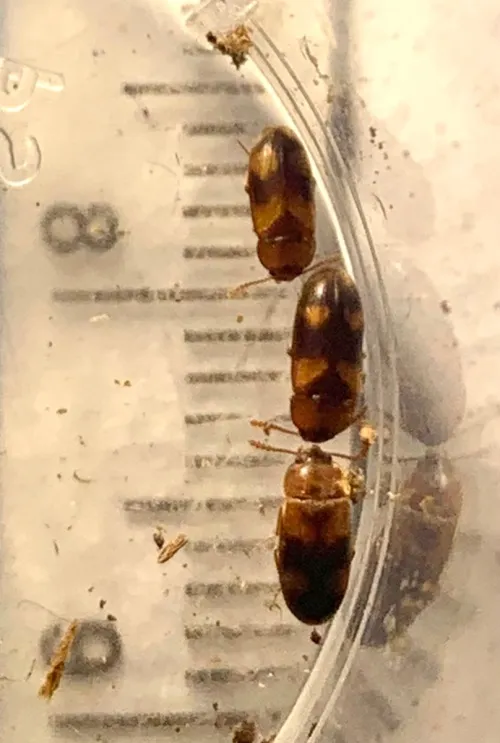 Mycetophagus populi - photo 4