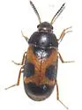 Mycetophagus punctatus