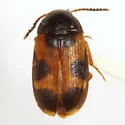 Mycetophagus punctatus - photo 2