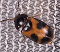 Mycetophagus punctatus - photo 3