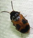 Mycetophagus punctatus - photo 4
