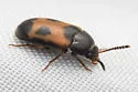 Mycetophagus punctatus - photo 5