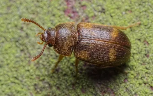 Spotted Hairy Fungus Beetle
