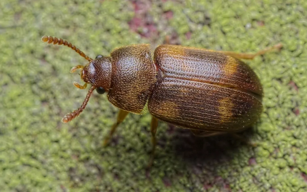 Spotted Hairy Fungus Beetle - photo 2