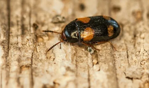 Mycetophagus quadripustulatus
