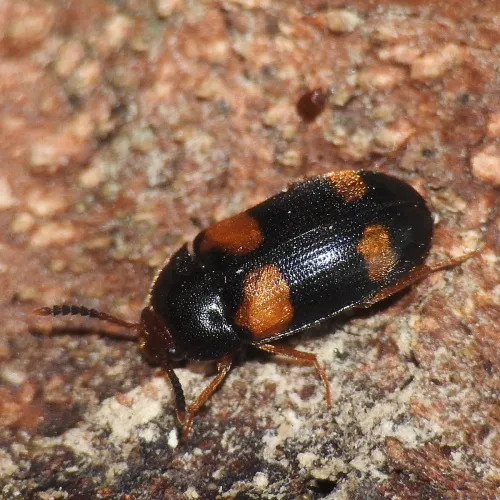 Mycetophagus quadripustulatus - photo 2
