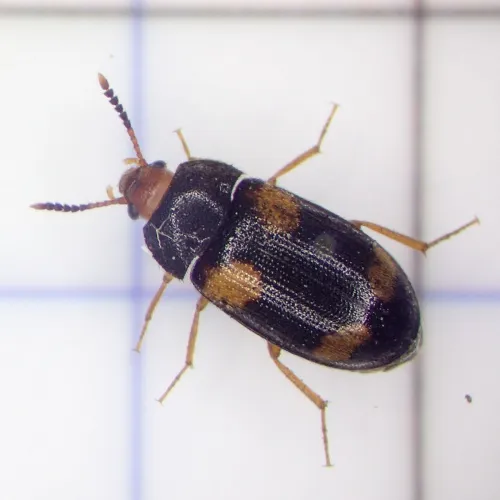 Mycetophagus quadripustulatus - photo 3