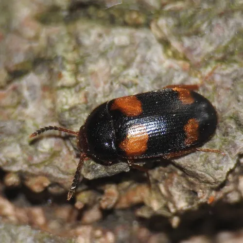 Mycetophagus quadripustulatus - photo 4