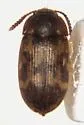 Mycetophagus serrulatus - photo 2
