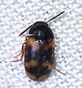 Mycetophagus serrulatus - photo 3