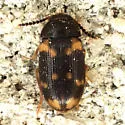 Mycetophagus serrulatus - photo 4