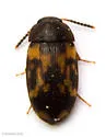 Mycetophagus serrulatus - photo 5
