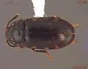 Mycetophagus tenuifasciatus
