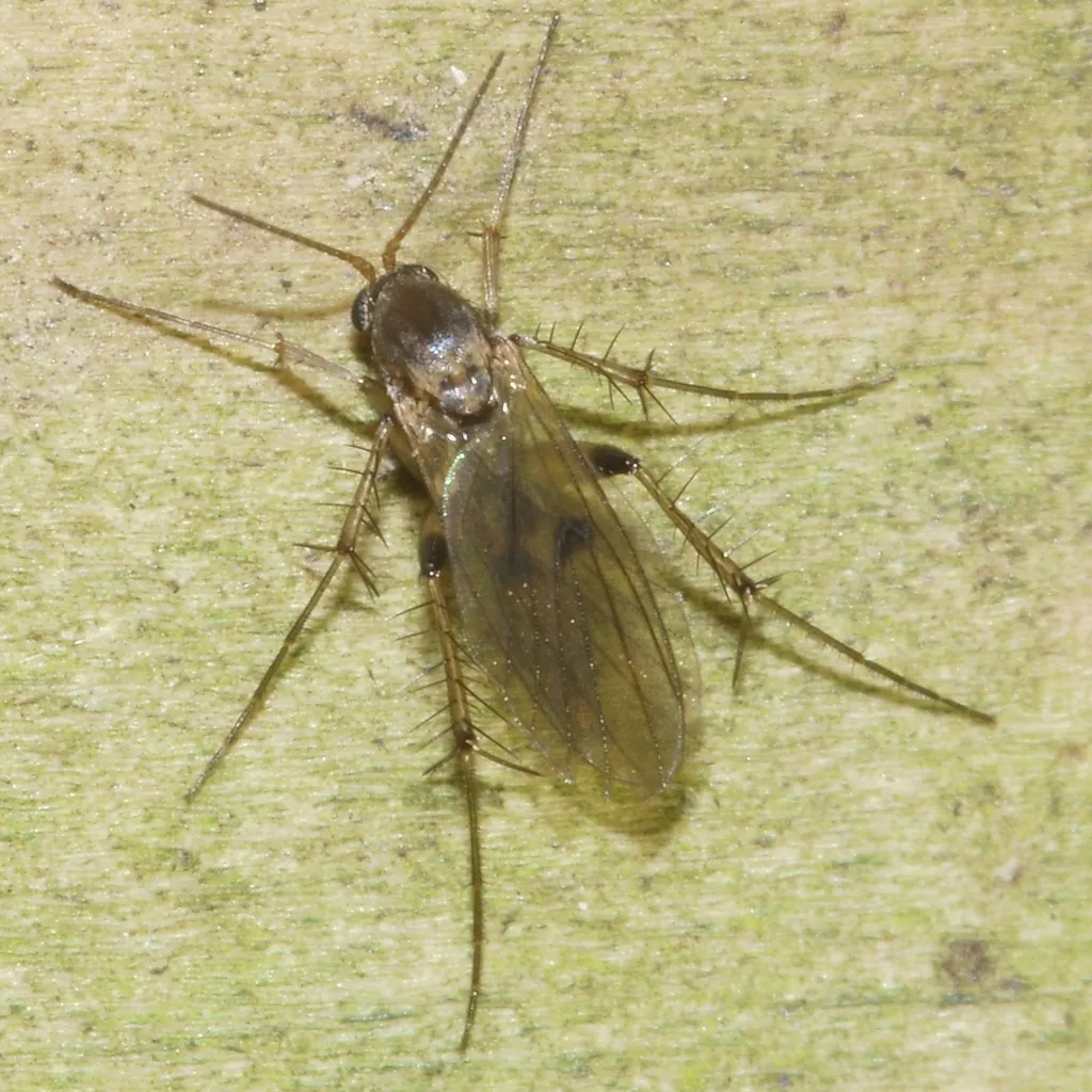Mycetophila colorata - photo 2