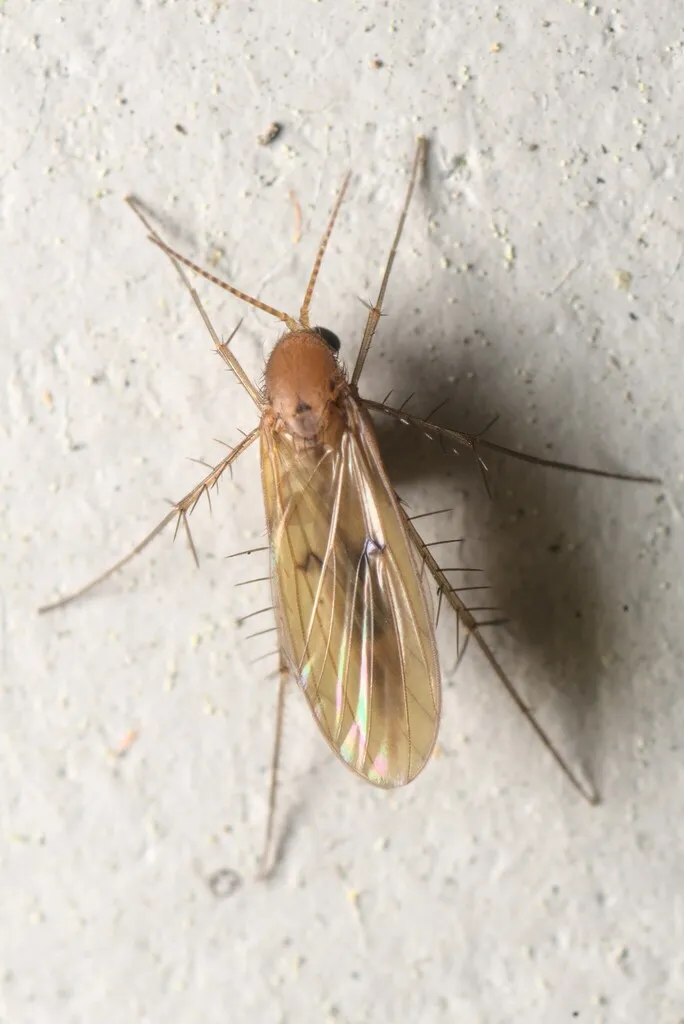 Mycetophila fagi - photo 2