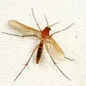 Mycetophila fisherae