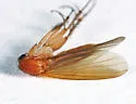 Mycetophila fisherae - photo 2