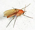 Mycetophila fisherae - photo 3