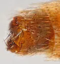 Mycetophila fisherae - photo 5