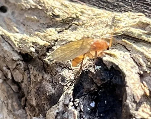 Mycetophila fungorum