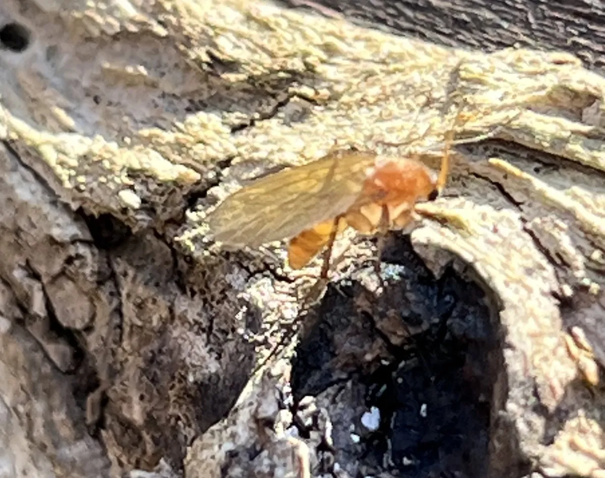 Mycetophila fungorum - photo 3