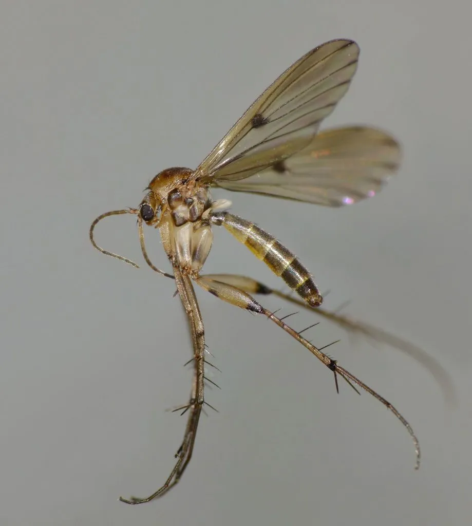 Mycetophila marginepunctata - photo 2