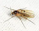 Mycetophila unipunctata