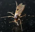 Mycetophila unipunctata - photo 2