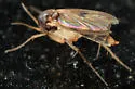 Mycetophila unipunctata - photo 3