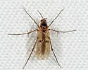 Mycetophila unipunctata - photo 4
