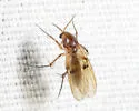 Mycetophila unipunctata - photo 5