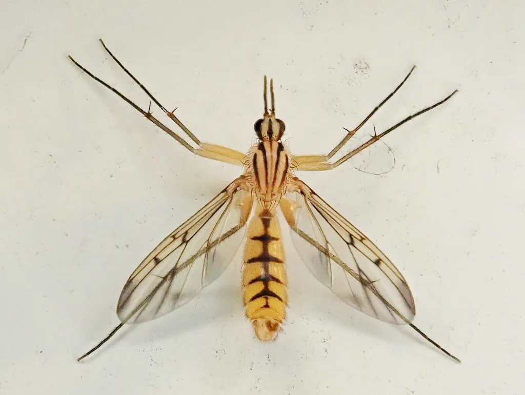 Fungus Gnats - photo 2