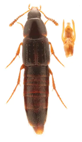 Mycetoporus consors