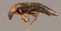 Mycetoporus neotomae - photo 2