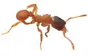 Mycetosoritis hartmanni