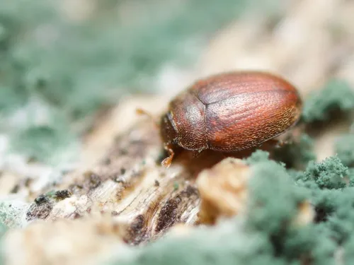 Mychocerinus depressus - photo 2