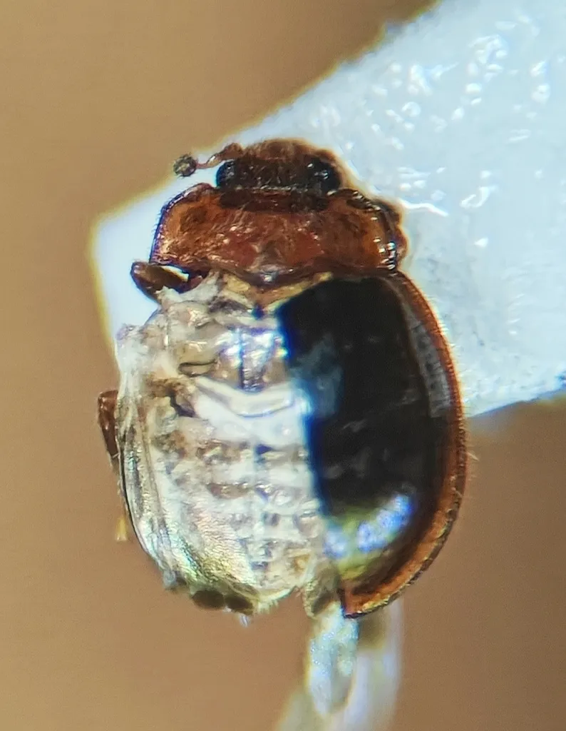 Mychocerinus oahuanus - photo 2