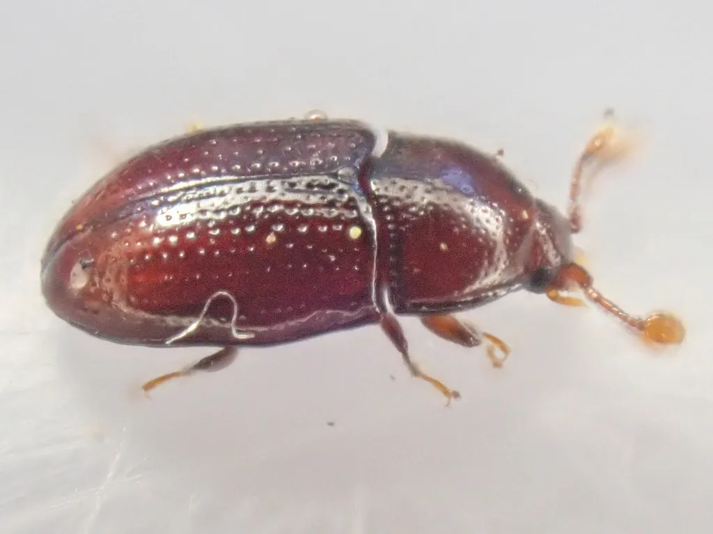 Mychocerus discretus - photo 2