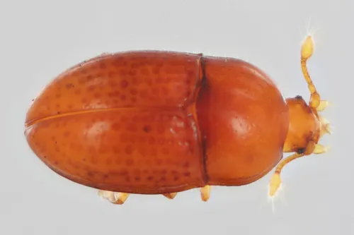 Mychocerus striatus