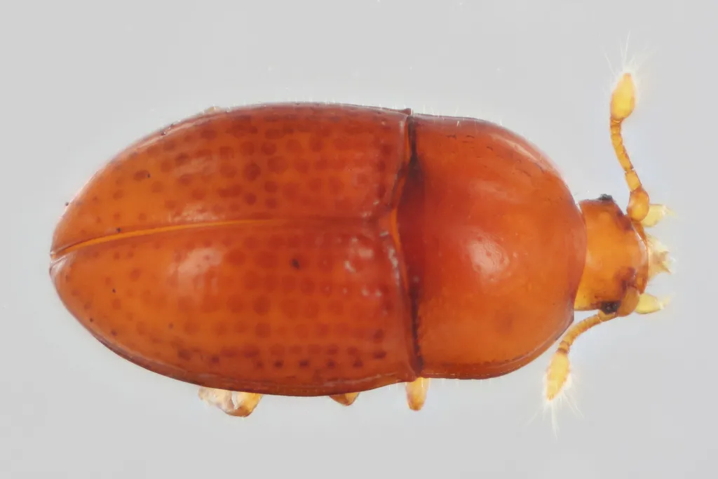 Mychocerus striatus - photo 2