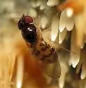 Mycodrosophila claytonae