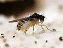 Mycodrosophila dimidiata