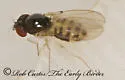 Mycodrosophila dimidiata - photo 2