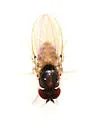 Mycodrosophila dimidiata - photo 3