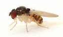 Mycodrosophila dimidiata - photo 4