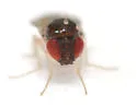 Mycodrosophila dimidiata - photo 5