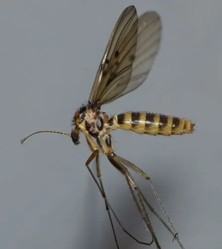 Mycomya quadrimaculata