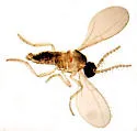 Mycophila speyeri