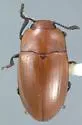 Mycotretus nigromanicatus